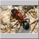 Formica -Serviformica- sanguinea - Blutrote Raubameise - Jungkoenigin 01a 11mm.jpg